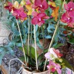 Orchidée
